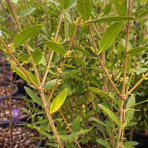 Filirea úzkolistá (Phillyrea angustifolia) ´GREEN UP´ - výška 40-60 cm, kont. C3L